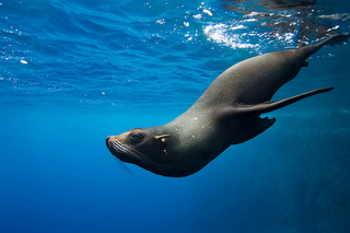 Illustration for article titled Pinnipednesday - Arctocephalus galapagoensis Edition